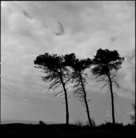 dark_life_of_three_trees